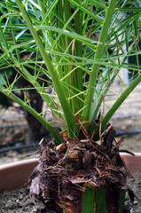 trunk of a growing palm tree