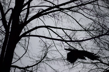 silhouette of bird on a branch