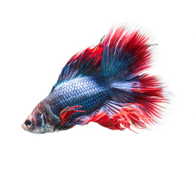 Fototapeta premium Betta fish, siamese fighting fish, betta splendens (Fullmoon betta.)isolated on white background.
