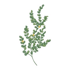 Box or boxwood plant isolated on white background. Natural drawing of poisonous wild evergreen shrub used in herbal medicine or herbalism. Hand drawn vector illustration in elegant vintage style. - obrazy, fototapety, plakaty