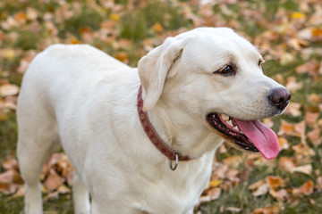 yellow labrador in the park in autumn