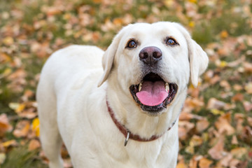 yellow labrador in the park in autumn
