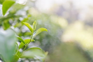 Tea leaves in the morning