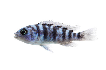Malawi Aquarium Fish Cichlidae family.