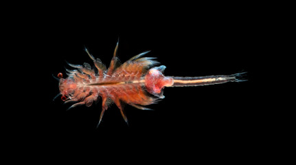 artemia plankton isolated on black background