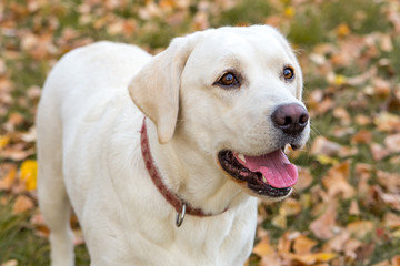 yellow labrador in the park in autumn