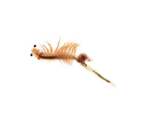 artemia plankton isolated on white background