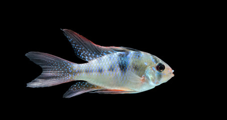 Electric Blue Ram (Mikrogeophagus ramirezi) aquarium fish