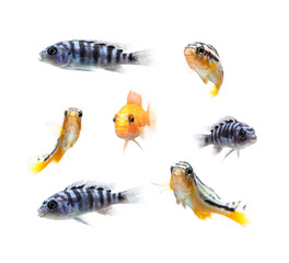 Malawi Aquarium Fish Cichlidae family.