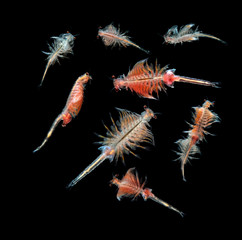artemia plankton isolated on black background - obrazy, fototapety, plakaty