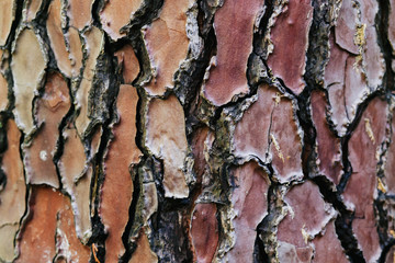 текстура коры ствола дерева © yfcnz1799