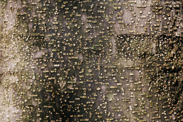 текстура коры ствола дерева © yfcnz1799