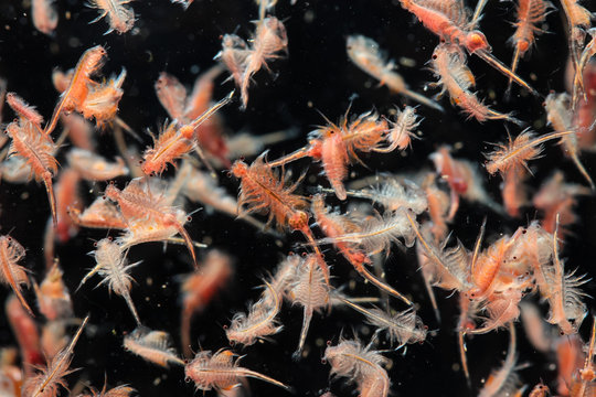 artemia plankton isolated on black background