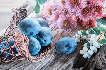 Fototapeta na wymiar Ripe and juicy blue plums in a wicker basket in a rustic style. Happy Thanksgiving