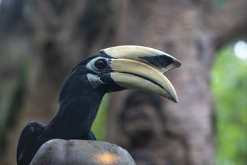 Zoo Singapore