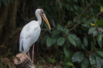 Zoo Singapore