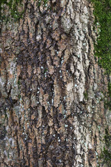 текстура коры ствола дерева