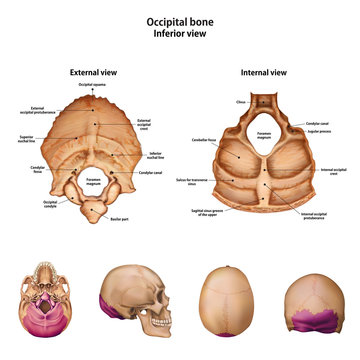 Occipital Bone Images Browse 5 127 Stock Photos Vectors And Video Adobe Stock
