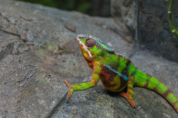 Zoo Singapore