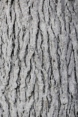 текстура крашеного ствола дерева © yfcnz1799