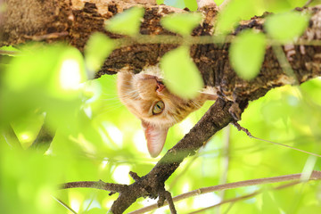 Cat on a tree.