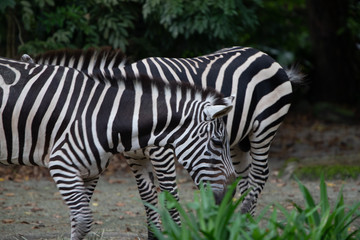 Fototapeta na wymiar Zoo Singapore