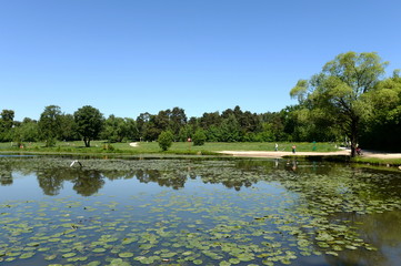 Upper Kuzminsky pond in the natural-historical park "Kuzminki-Lyublino"