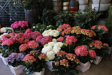 Variety of hydrangea flowers in pink, white, violet colors in the garden shop.