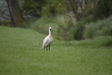 Eurasian Spoonbill in Green Grassy Field