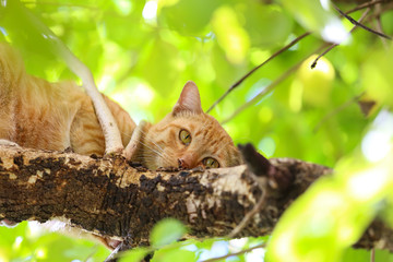 Cat on a tree.
