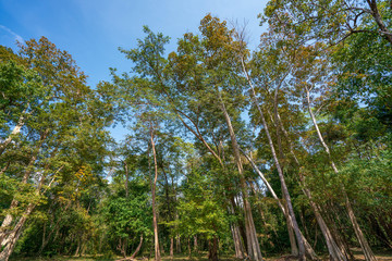 Obraz premium 東南アジアの森