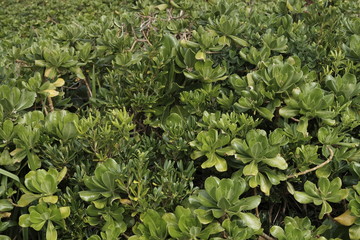 green plants in the garden
