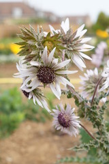 Berkheya purpurea Zulu worrior