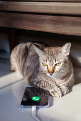 Fototapete bei efototapeten.de bestellen   