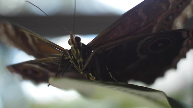 Butterfly sitting on a green leaf. Frame. Macro of the batterfly