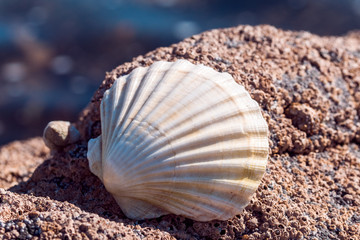 Obraz na płótnie Canvas Beautiful and perfect white seashell leaning on a stone