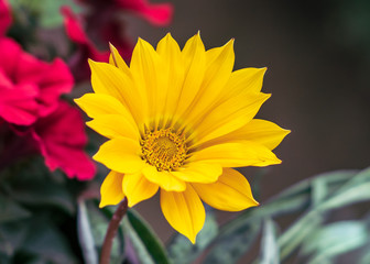 Yellow Balkon Flower