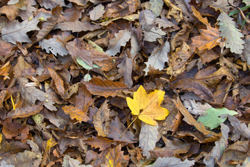 autumn leaves on ground