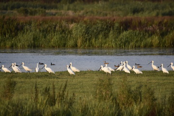 Lepelaars Spoonbills