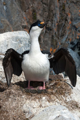 blue-eyed cormorant standing in a nest with eggs not yet laid in a colony on a sunny spring day