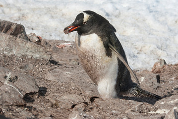 Gentoo Penguin male who carries a stone to his nest through a colony on a sunny spring day