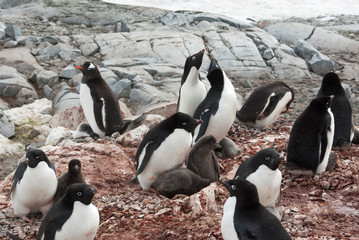 mixed Gentoo Penguin and Adelie penguins colony on the Antarctic island during the nesting period