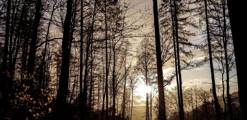 Obraz premium Landschaft Bäume Abenddämmerung