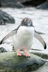 Fototapeta premium young Gentoo Penguin with the rest of the fluff on his head which stands on a stone on the ocean shore on a cloudy summer day
