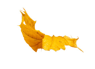 Fototapeta premium Autumn maple branch with leaves isolated on background