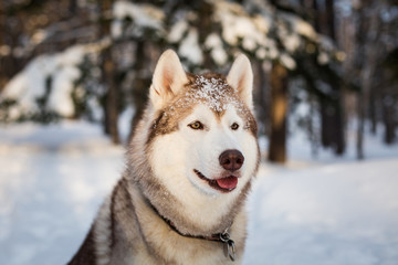 Profile portrait of beautiful Beige and White Siberian husky dog is on the snow in the winter forest