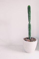 Cactus in a potted plant in a white room minimal style.