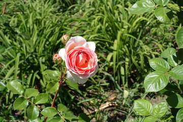 Flower and buds of pink rose in the garden