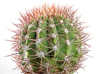 Photo sur Plexiglas Anti-reflet Cactus CACTUS SPIKEY