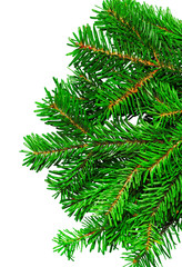 Fir branch isolated on white background
